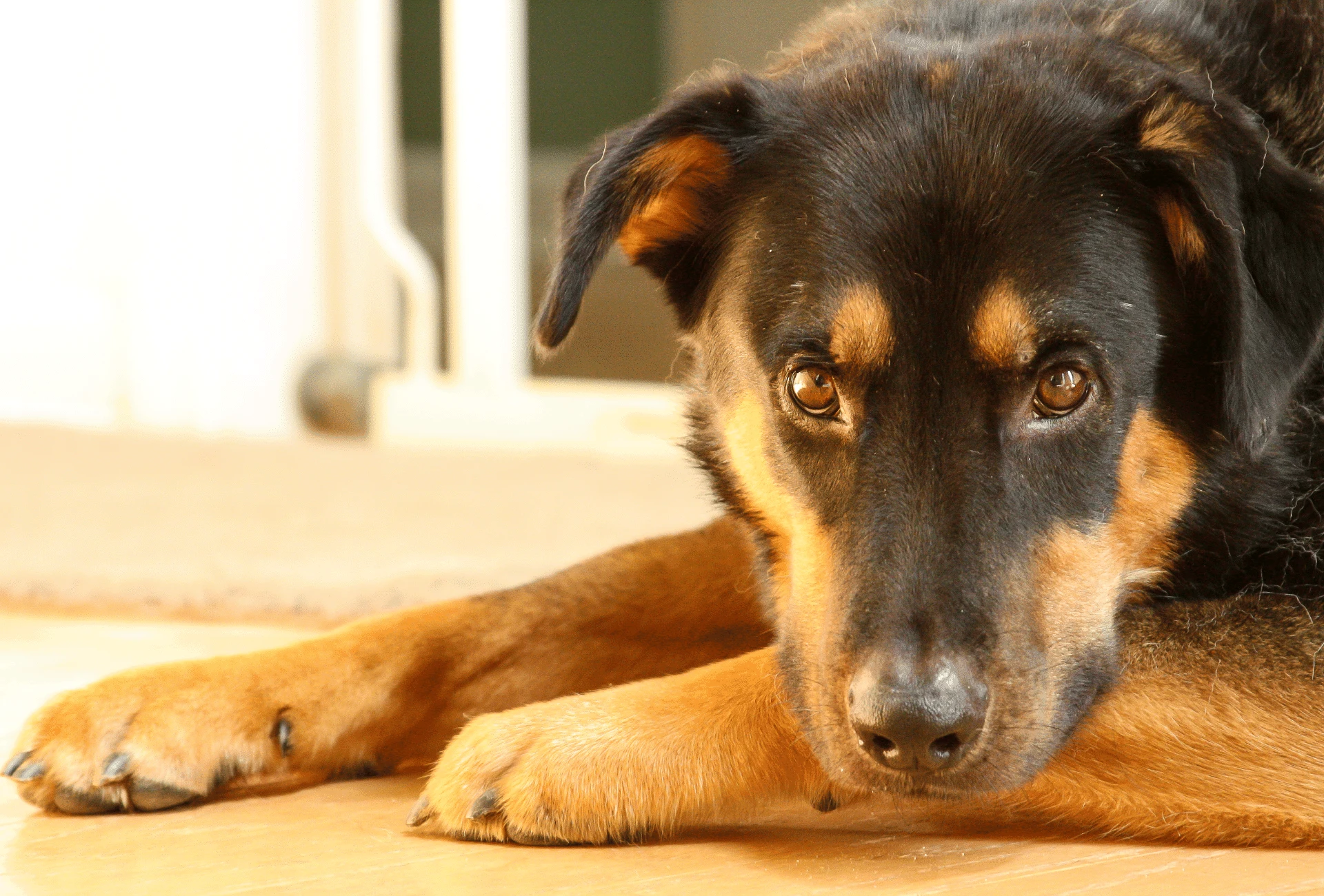 how big do german shepherd rottweilers get