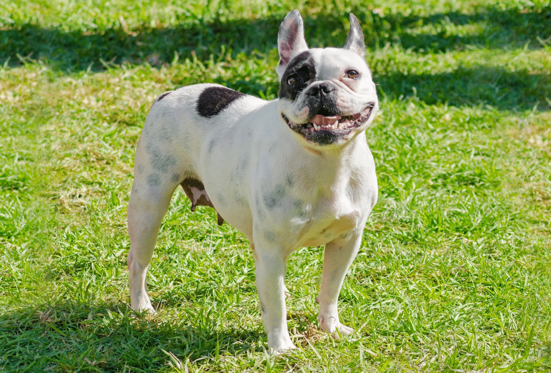 White Boston Terrier splashed with a black spot on the back and around the eye, as well as nearly invisible splotches covering the body.