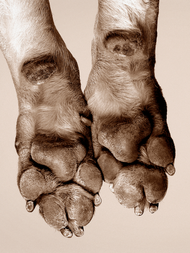 How to Moisturize Dog Paws