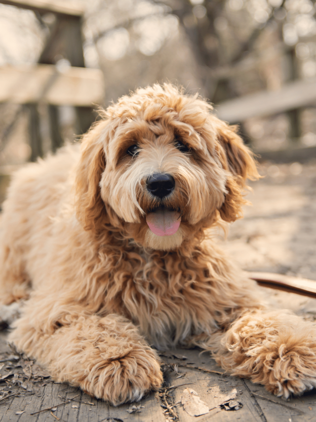 cropped-Goldendoodle-curly-hair.png