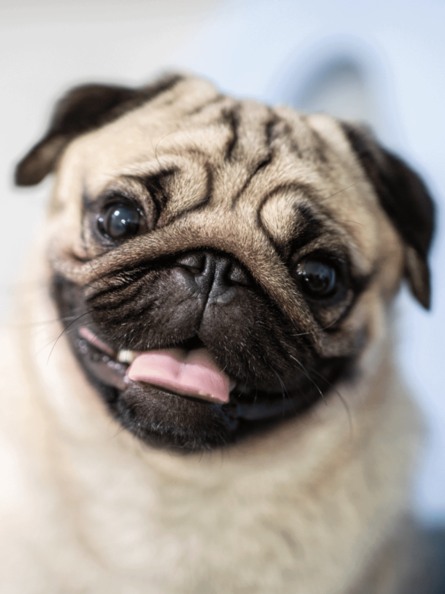 Why Pug Breeding Is So Problematic