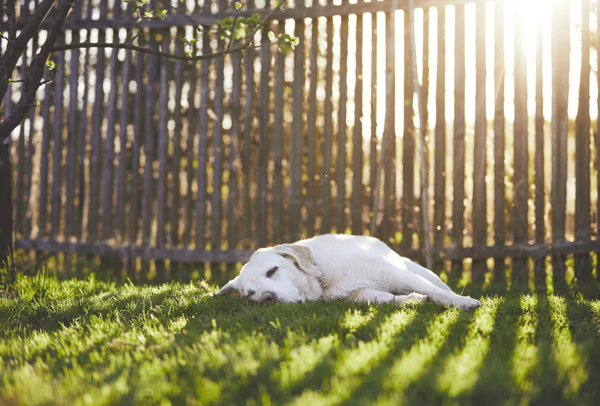 how do i keep my dog in fenced yard