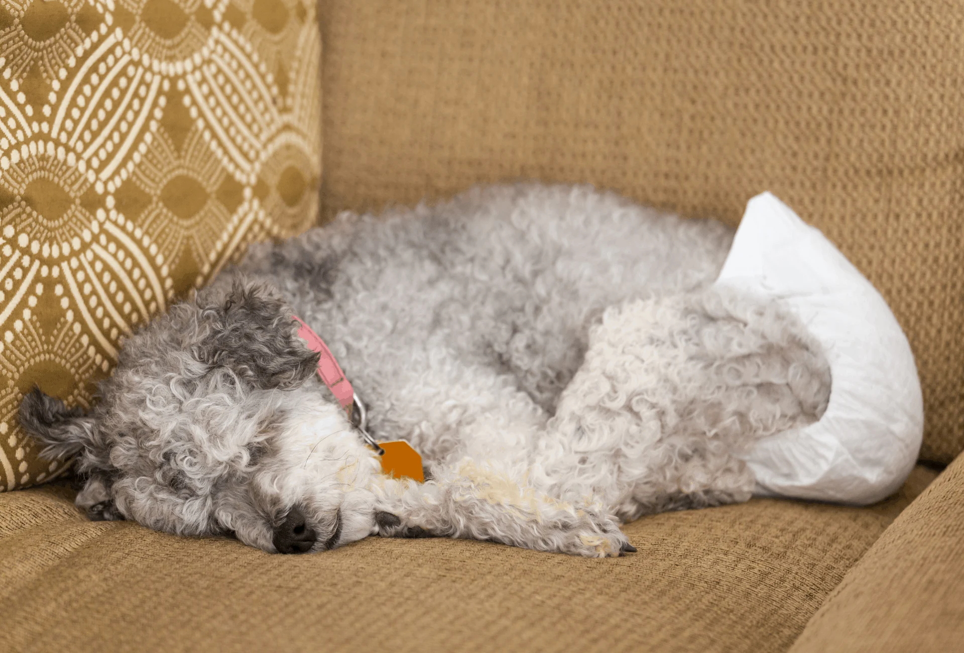 Dog wearing a disposable dog diaper