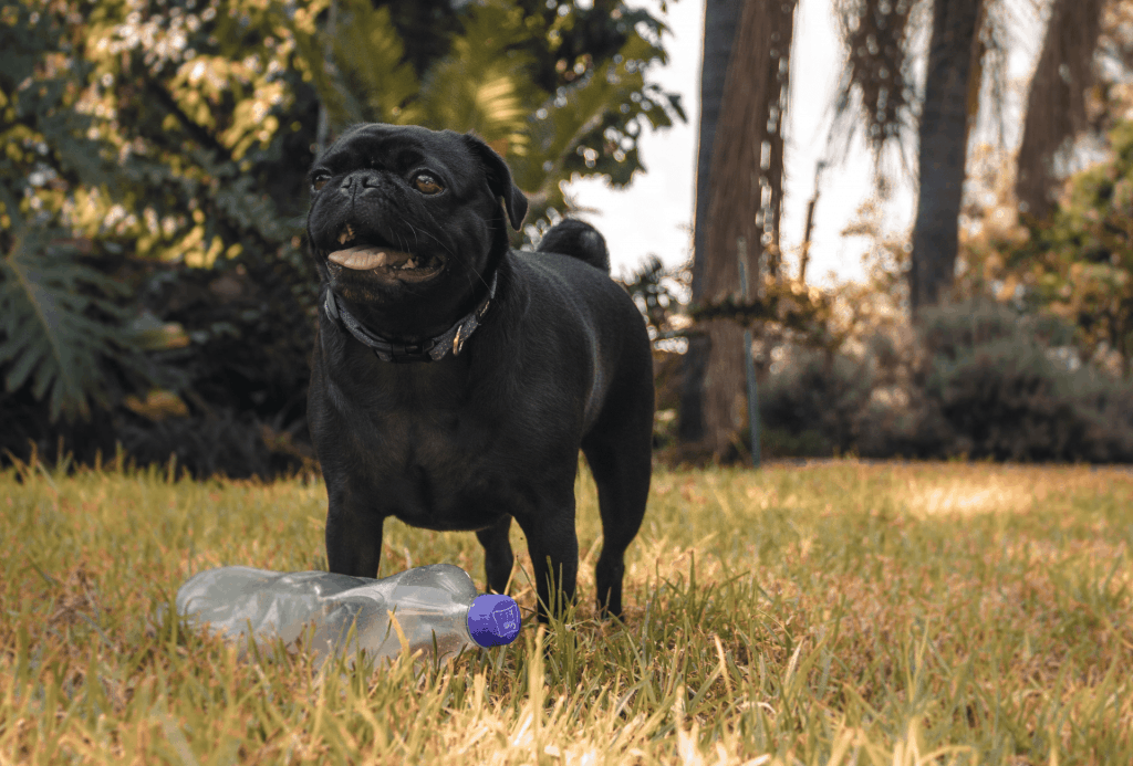 Pug playing in the yard