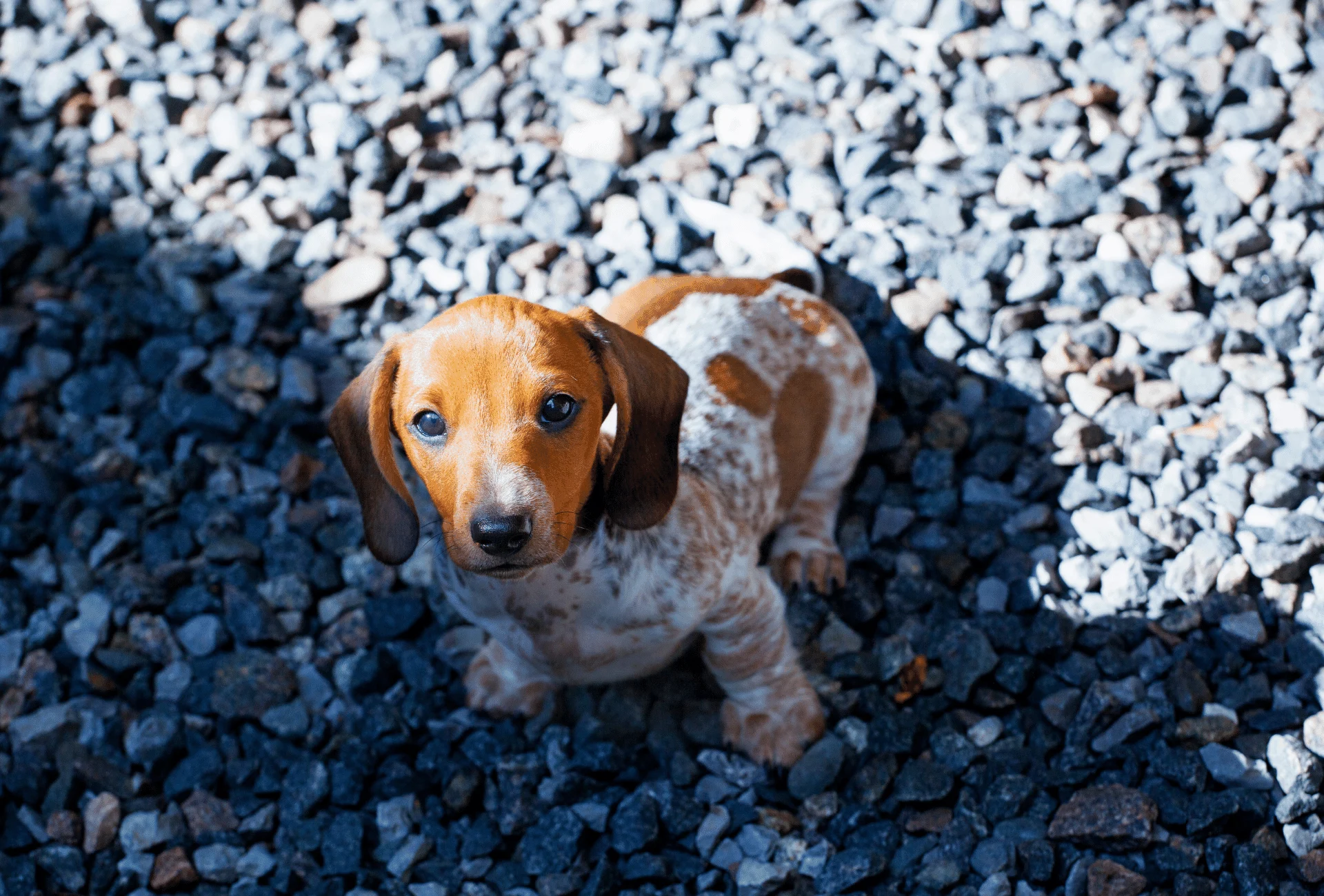 how do i stop my puppy from eating stones in my garden