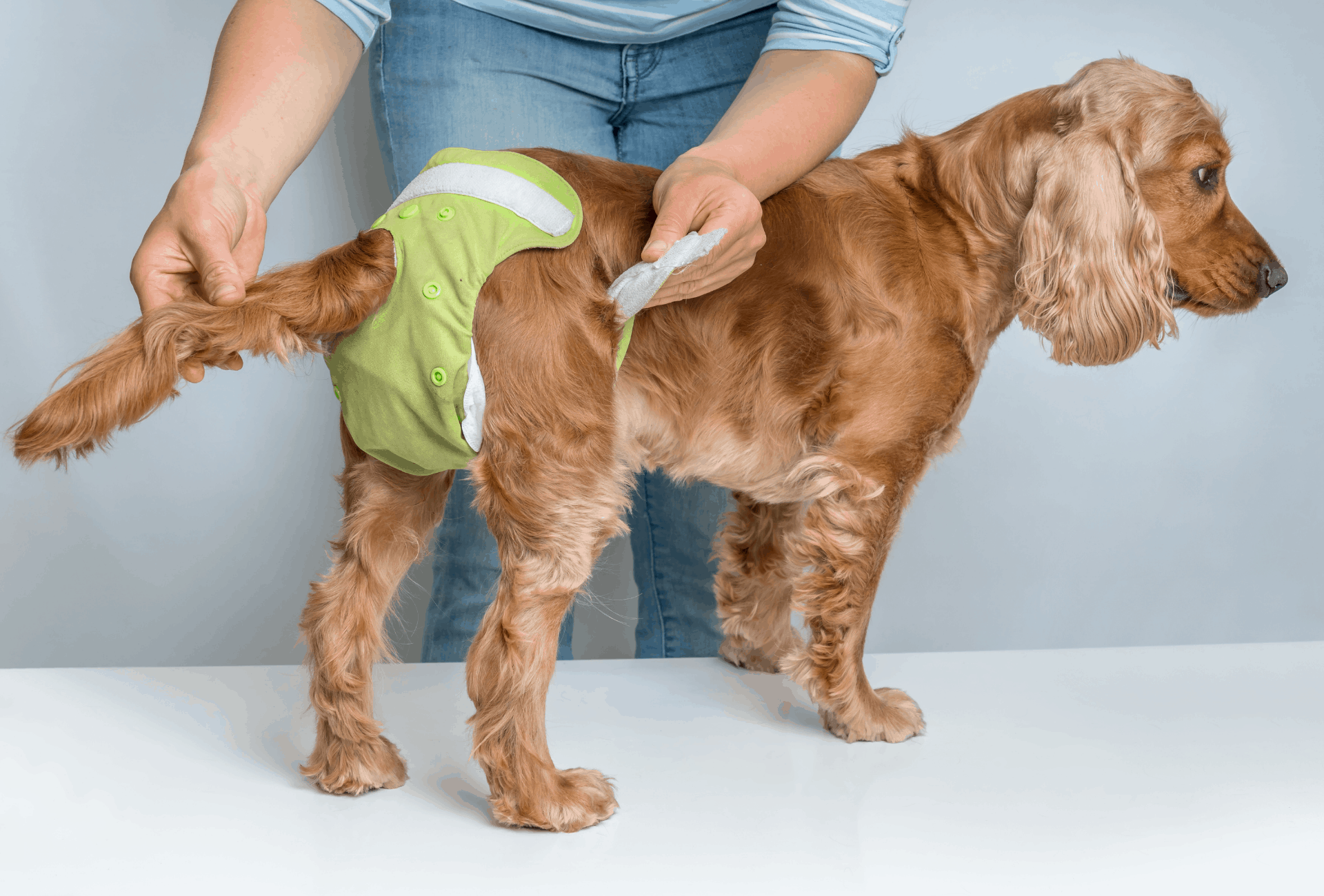 Person adjusting dog's diaper which will prevent blood stains but won't stop the bleeding itself.