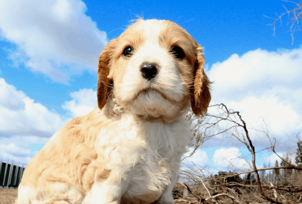 Cavapoo puppy sits outside with a cloudy blue sky