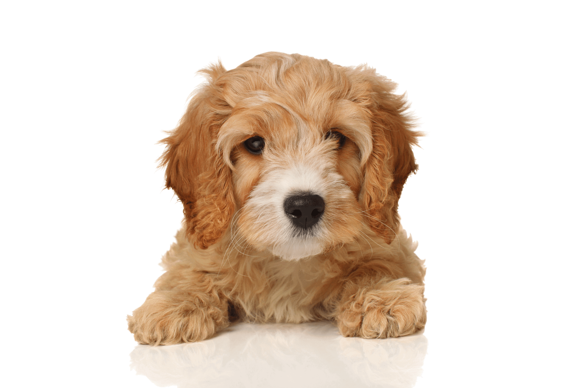 Cavapoo small puppy with big paws in front of white background.