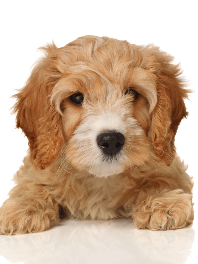 Cavapoo Facts You Should Know