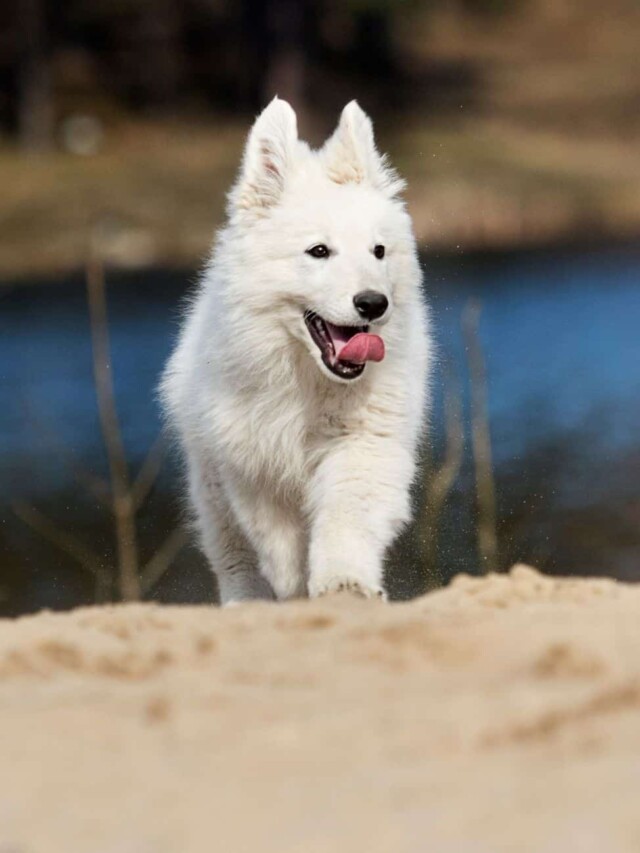 cropped-white-dog-running.jpg