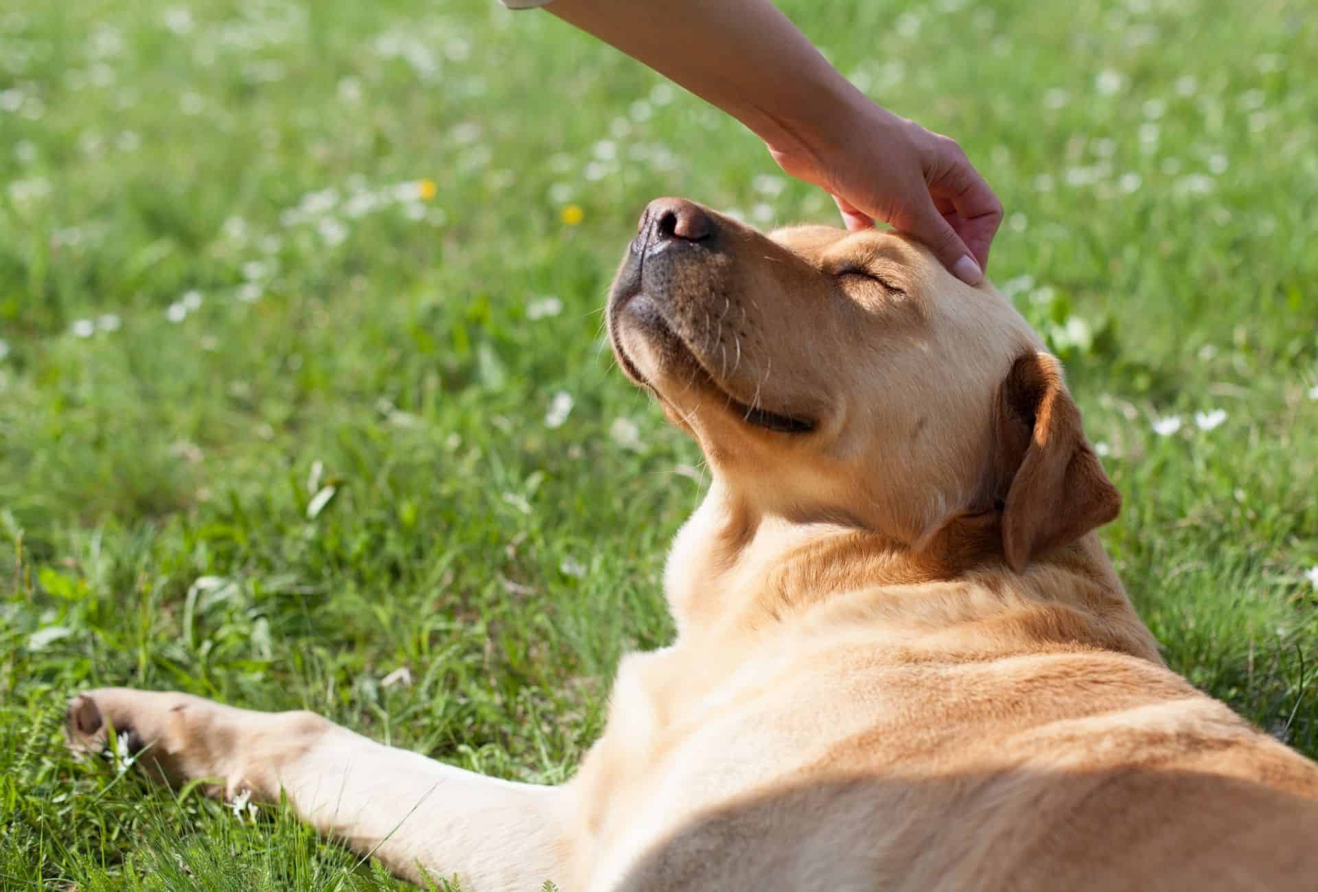 Dog lying on their side on grass is petted by a human.