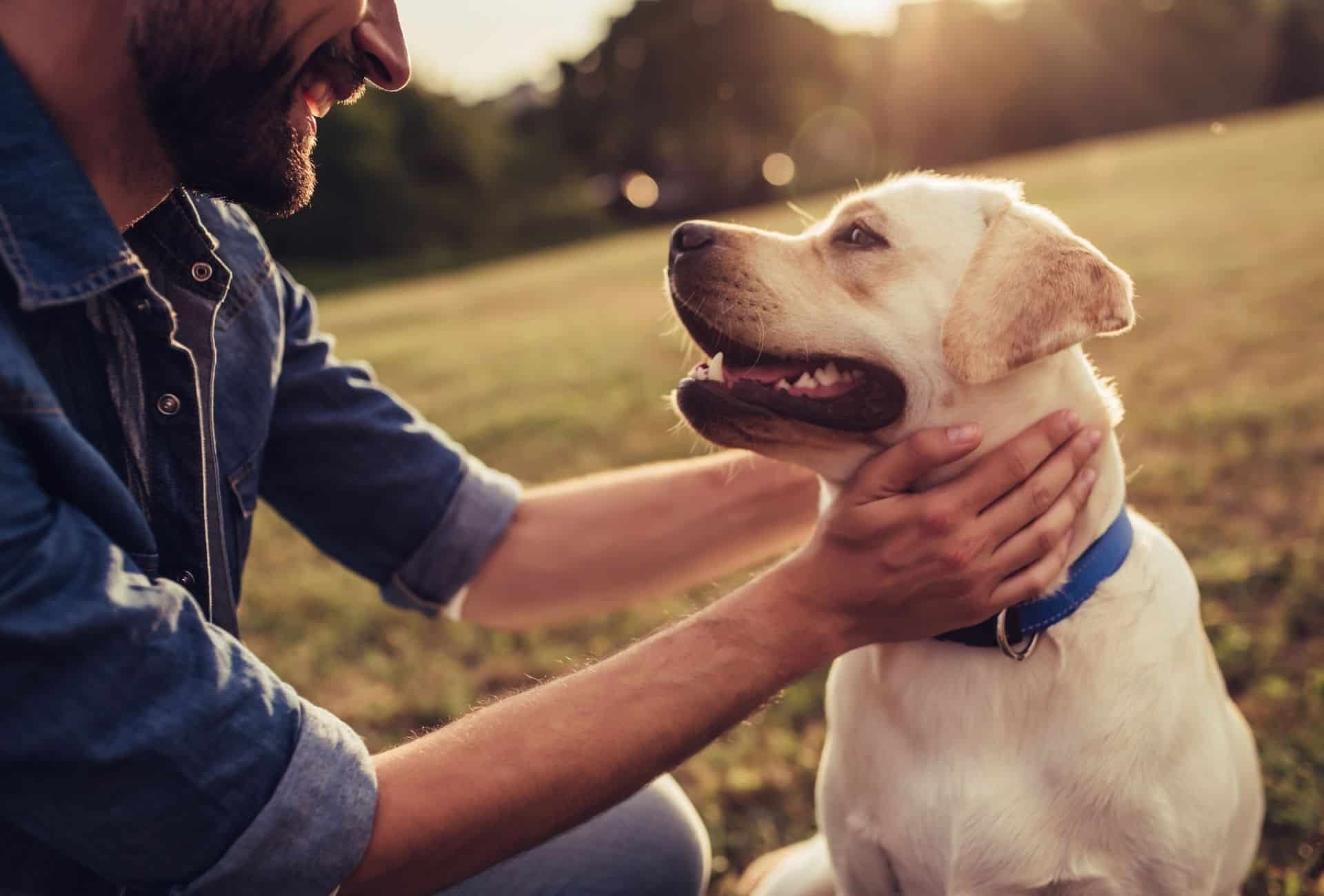 Labrador Retriever is petted by a man.