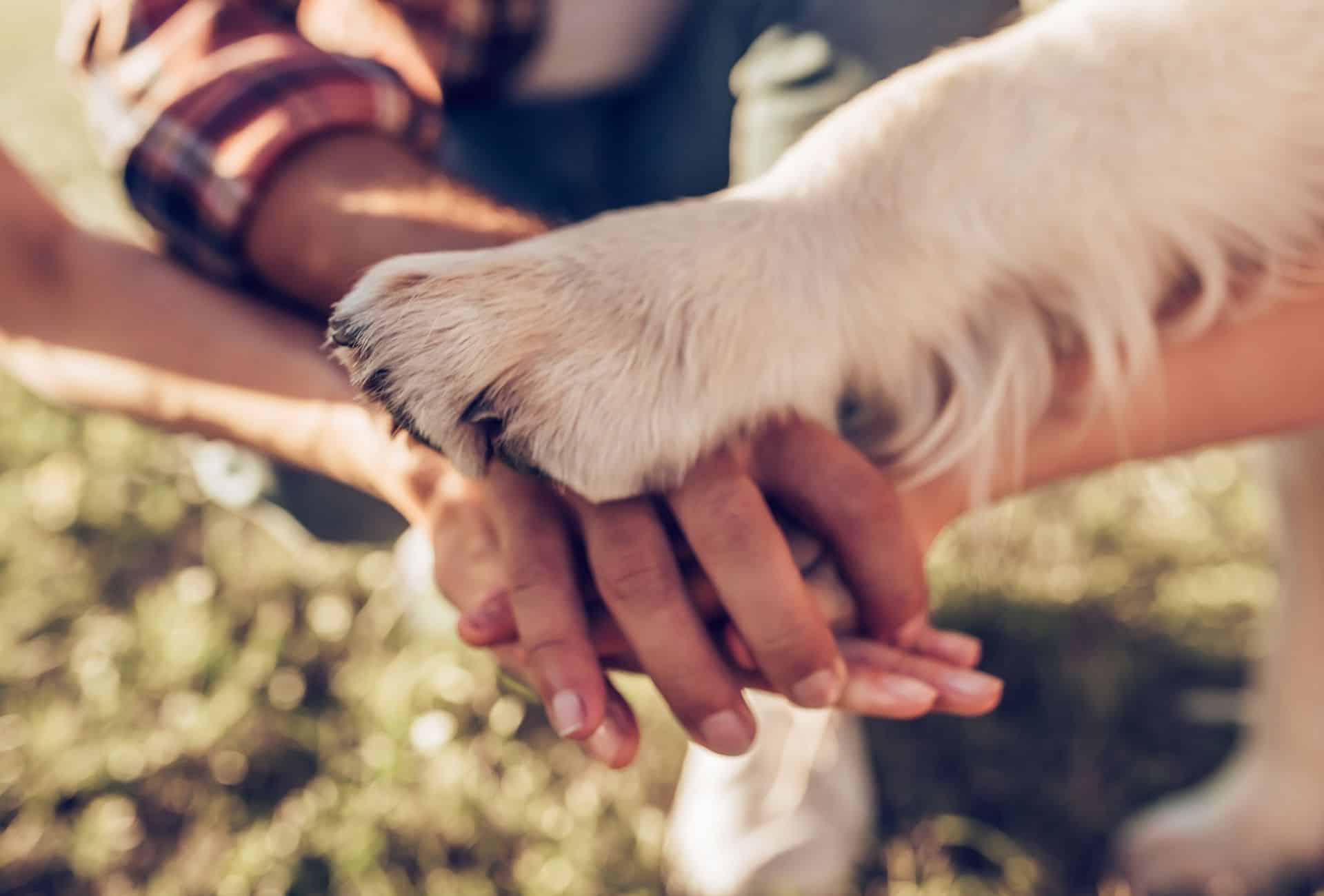 Dog paw on human hands.