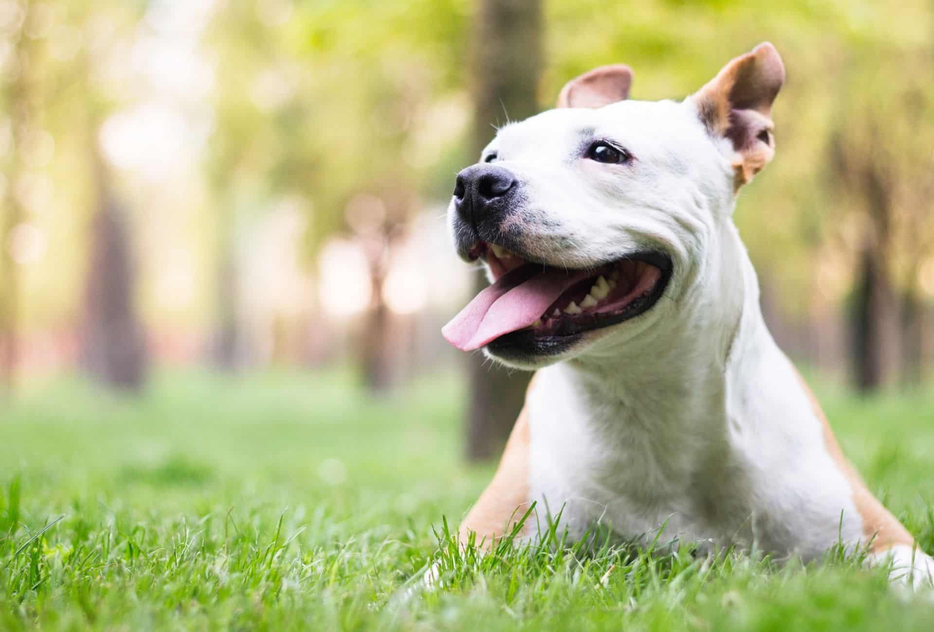 Dog lying on grass with mouth open looks happy.