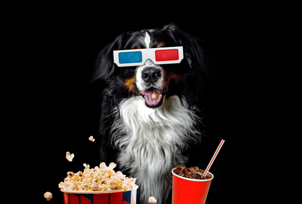 dog wearing movie glasses