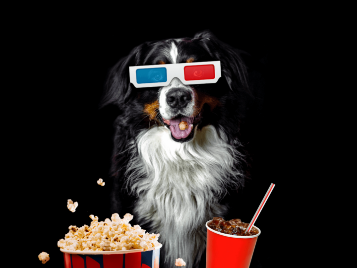 dog wearing movie glasses