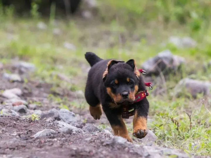 Rottweiler puppy who endured the widely banned tail docking procedure.