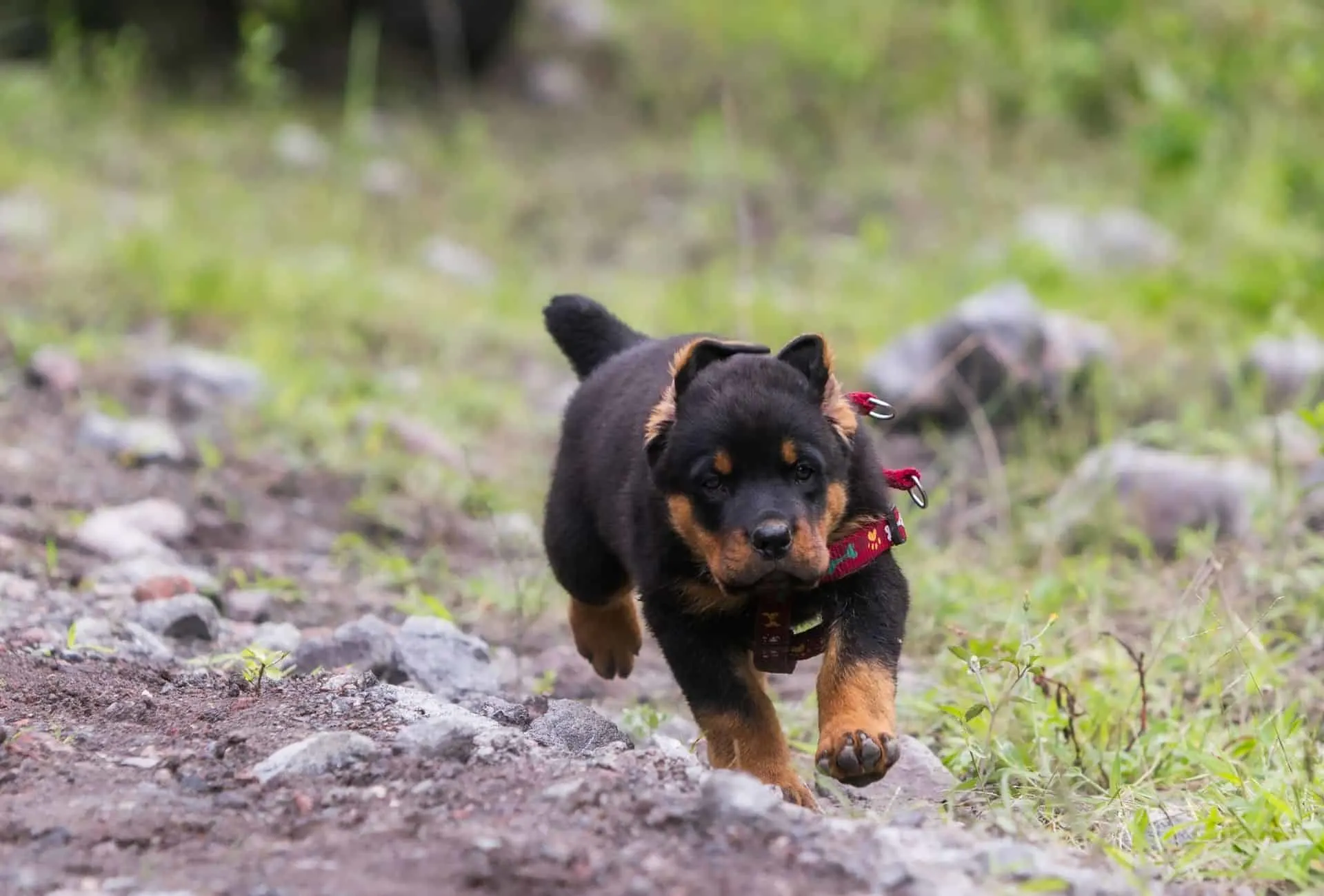 Rottweiler puppy running on stones.