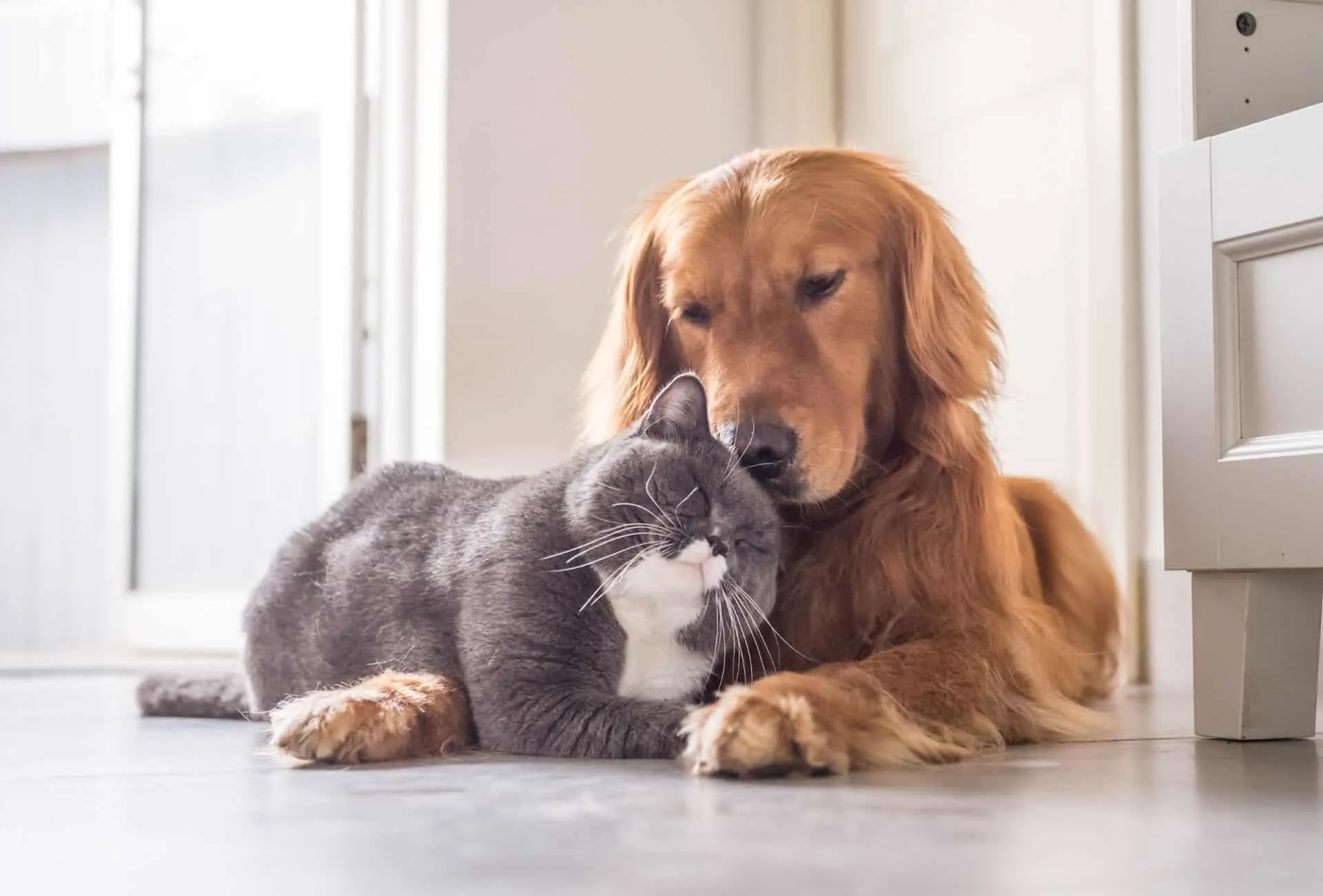 Cat lays on dog's paws and they cuddle.