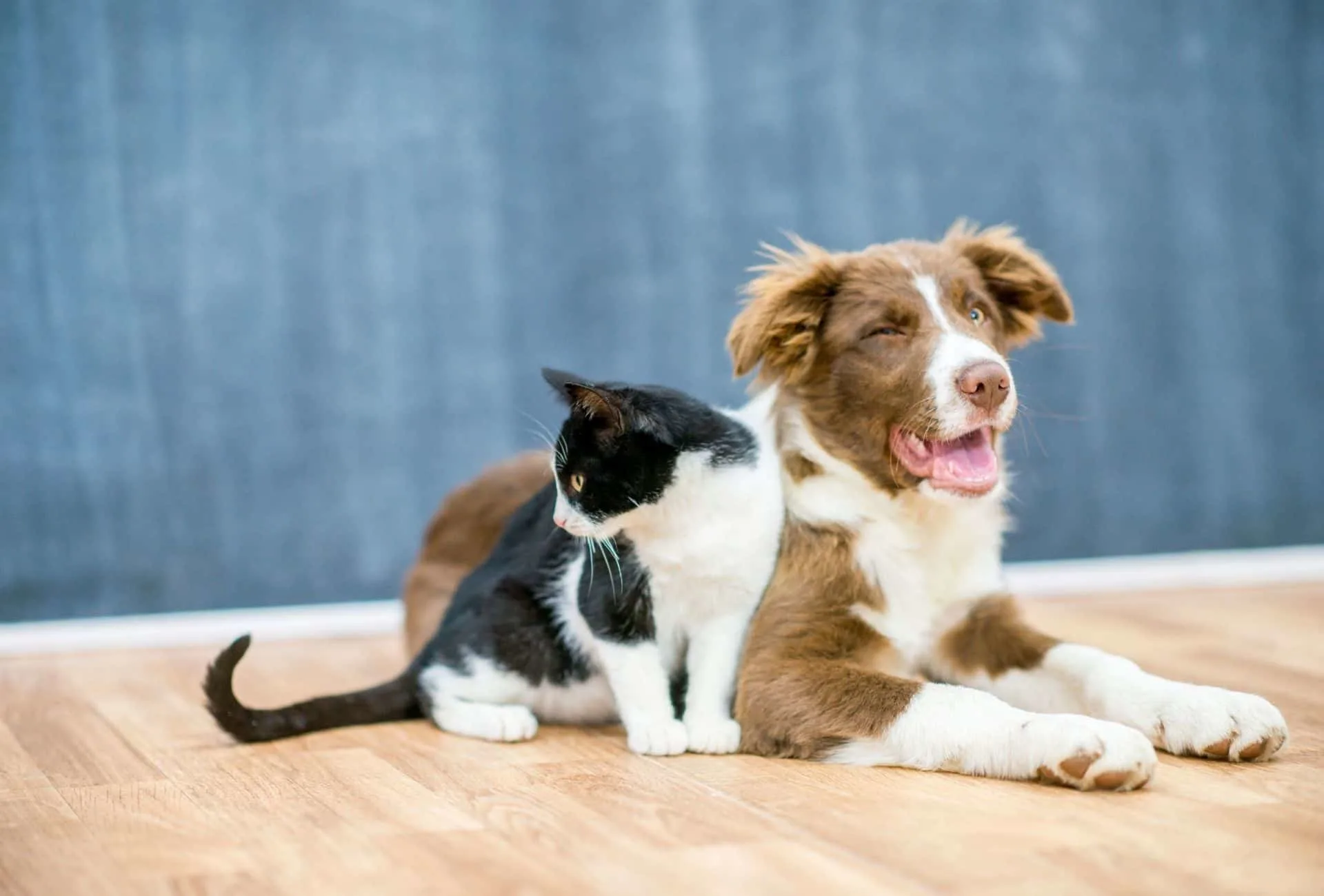 Dog next to a cat.