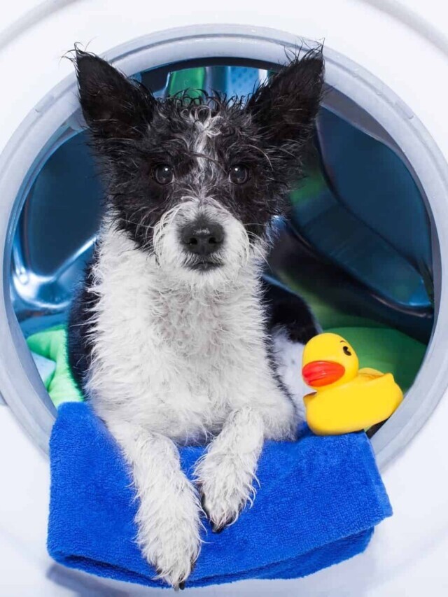 8 Quick Cleaning Hacks for Dog Owners