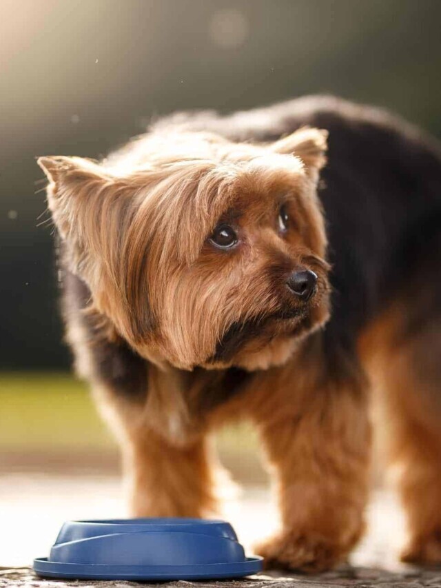 Simple Tricks to Get Your Dog to Drink More Water