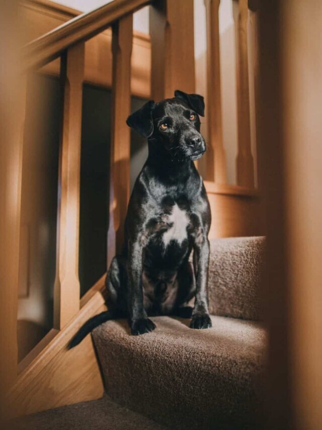 Why Stairs are Bad for Dogs