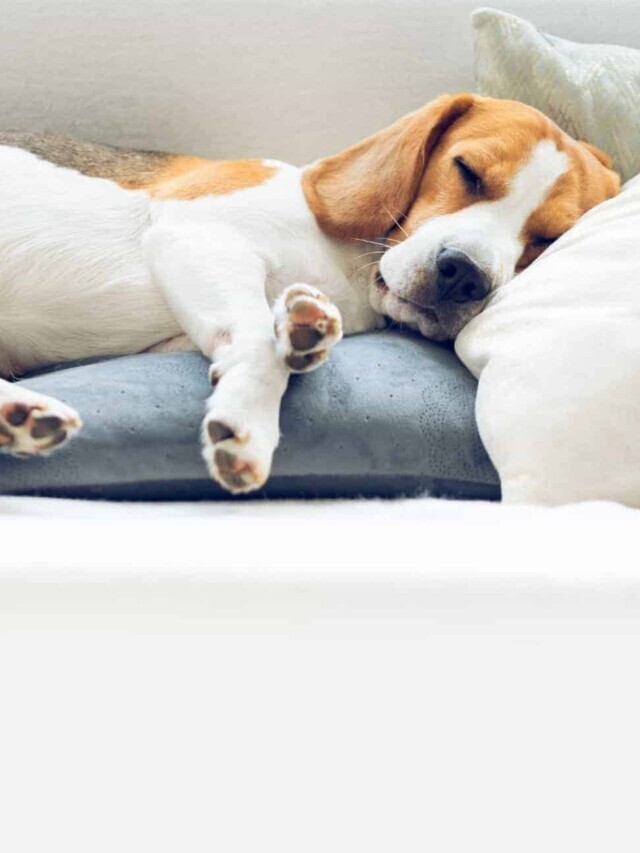 Do Dogs Sleep All Night Like Humans?