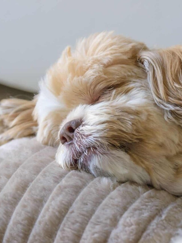 cropped-dog-sleeping-on-pillow.jpg