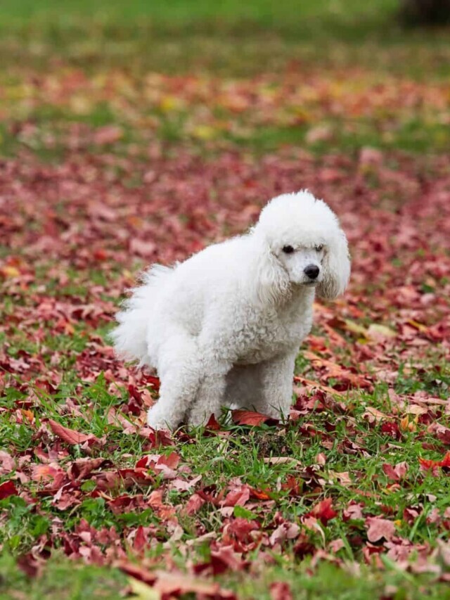 How Long Can a Dog Go Without Pooping?