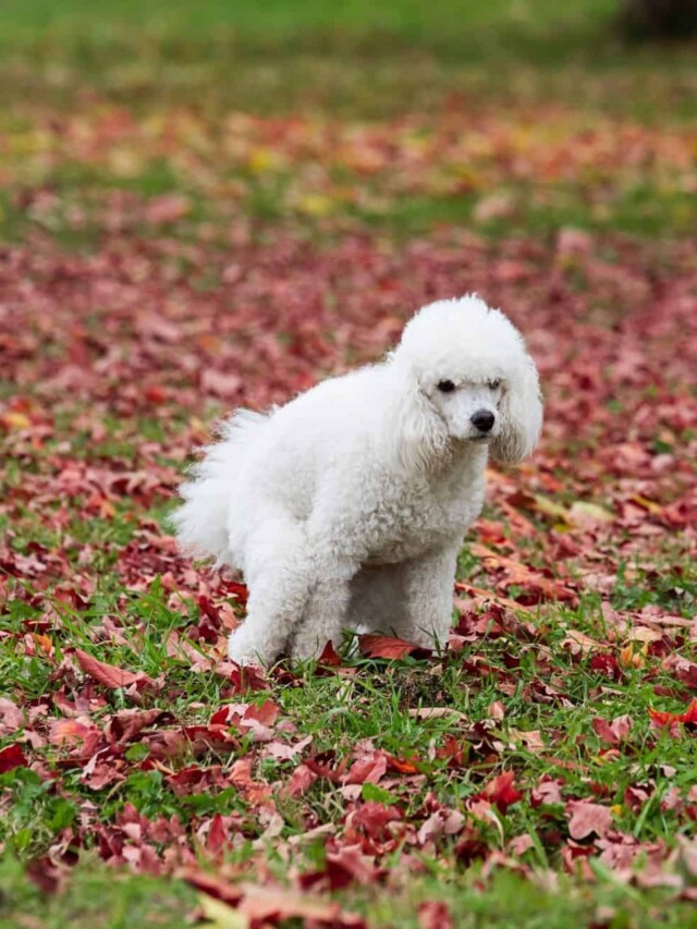 how-long-can-a-dog-go-without-pooping-pawleaks