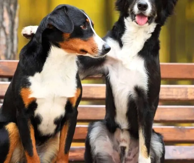cropped-two-dogs.jpg