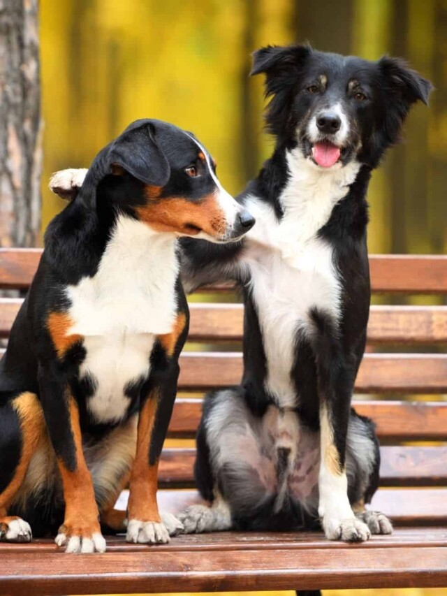 How to Stop Aggression Between Dogs in the House PawLeaks