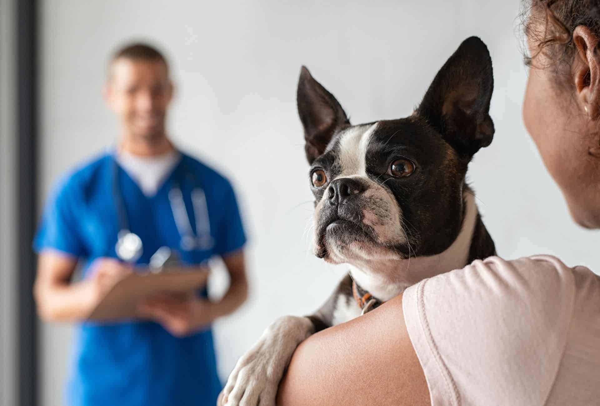 Boston Terrier at the vet.