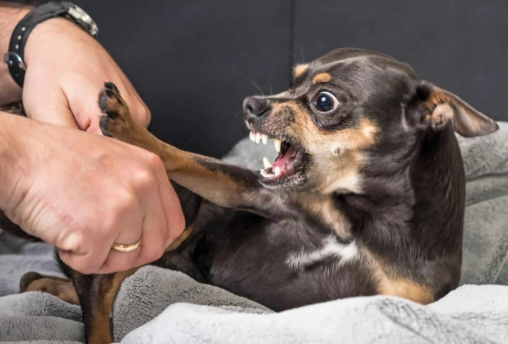 Chihuahua showing teeth and snarling