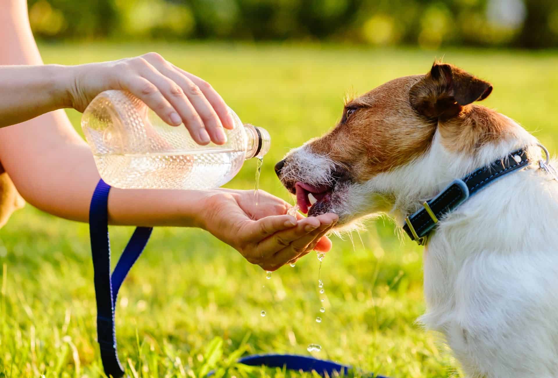 Person drips water into their hand from a bottle and small dog drinks it.