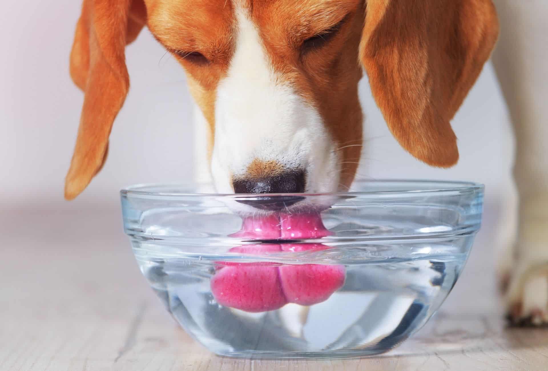 Beagle drinking from a transparent water bowl.