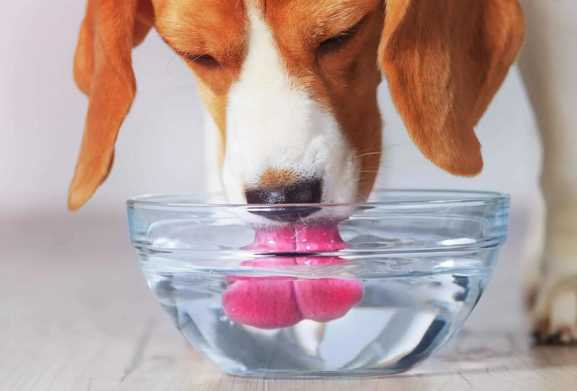 Beagle drinking from a transparent water bowl.