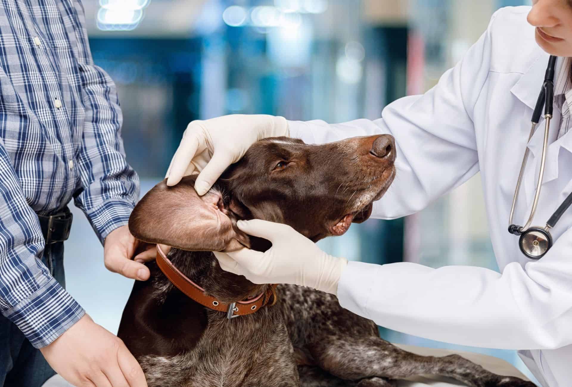 dog impacted ear wax