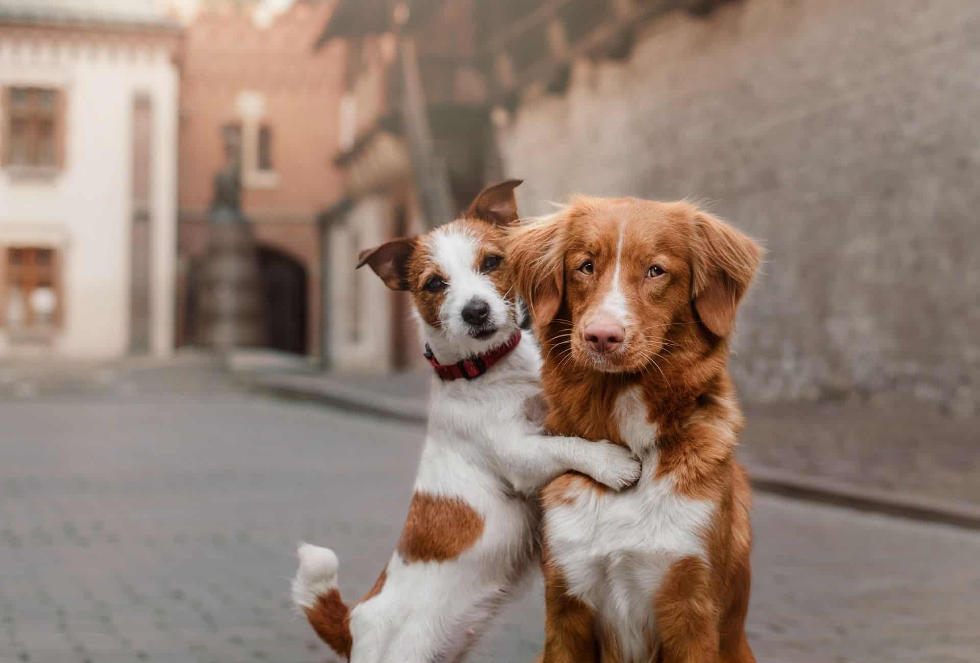 Two dogs hugging.