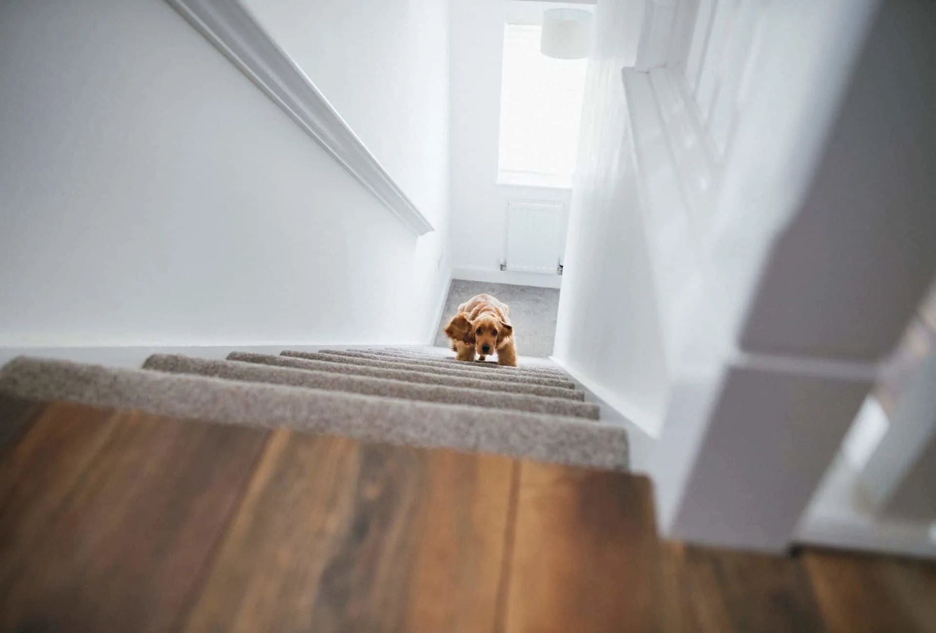 Dog climbing up stairs.