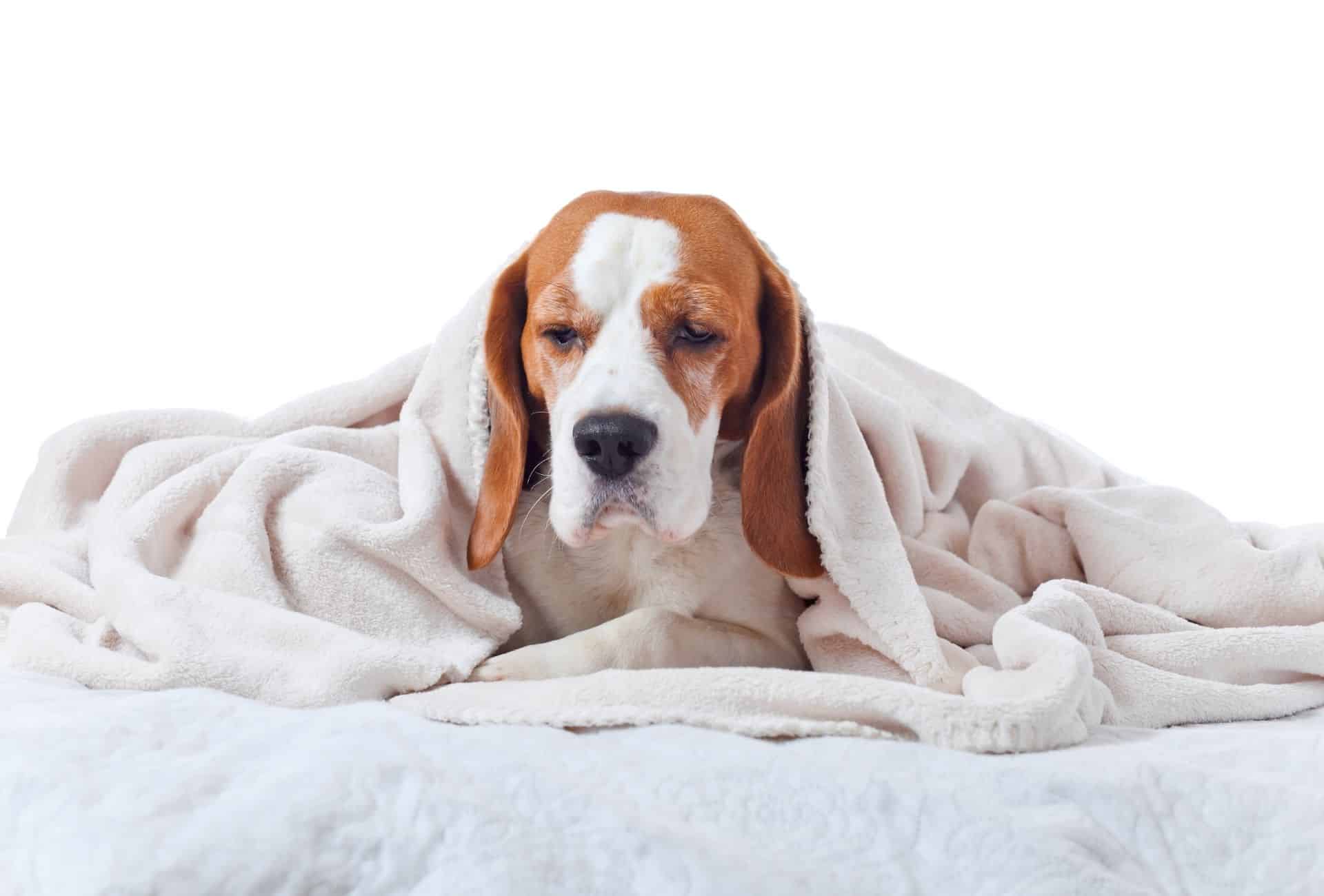 Dog snuggled in bedsheets.