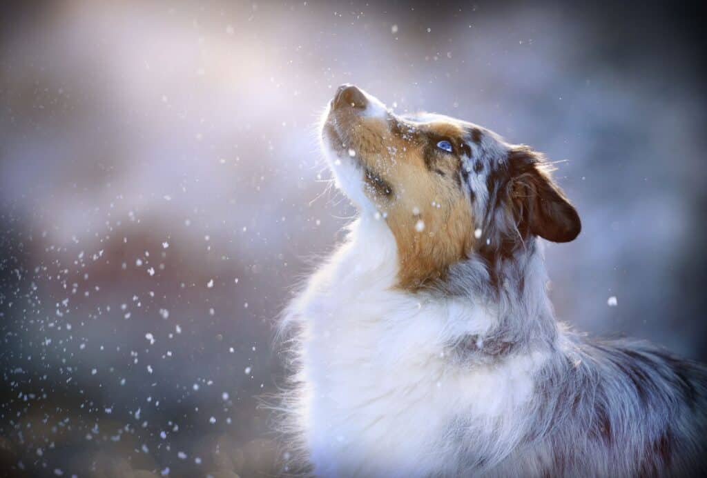 Australian Shepherd in Snow