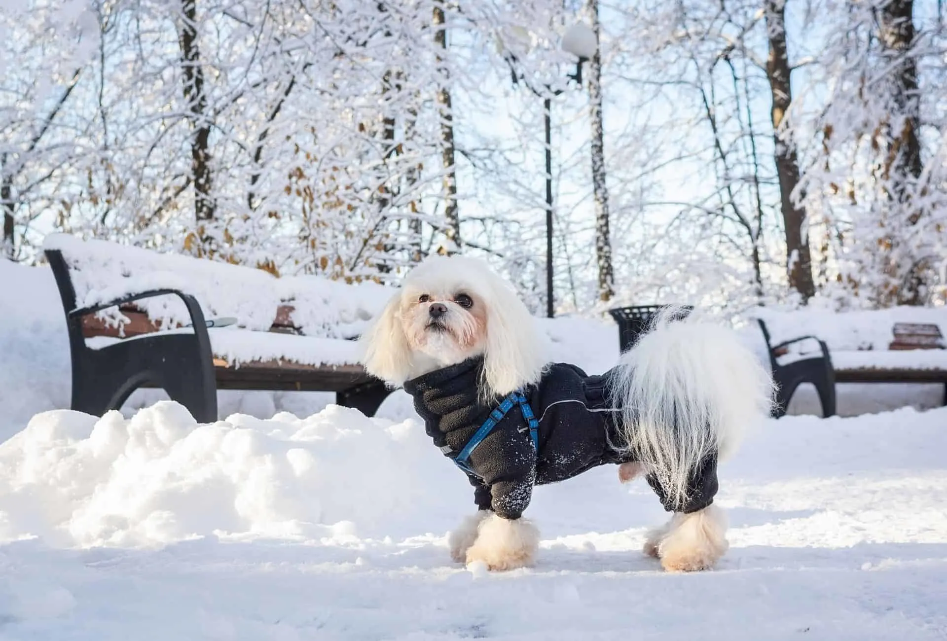 what temperature do dogs freeze to death