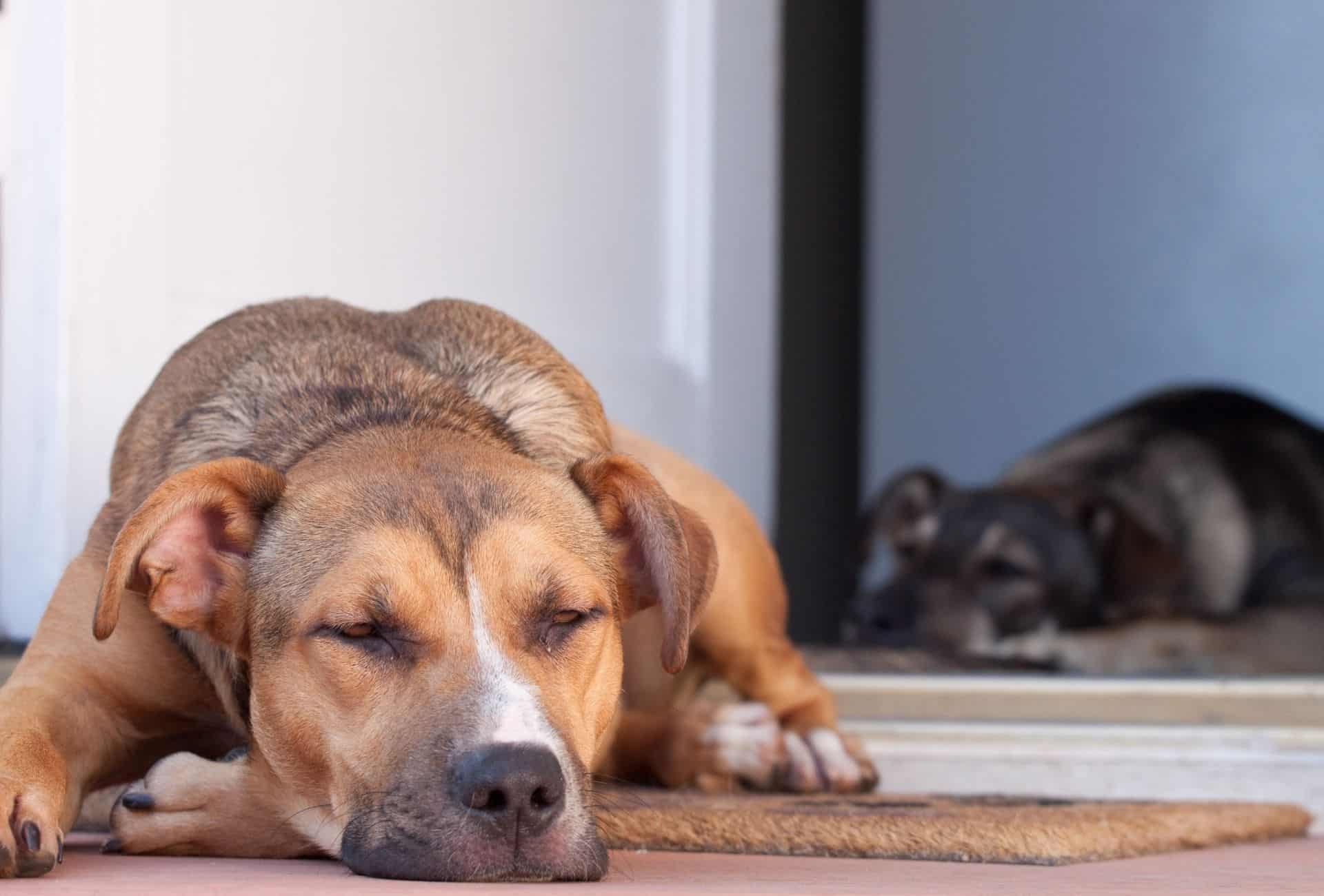 Dog laying on floor.