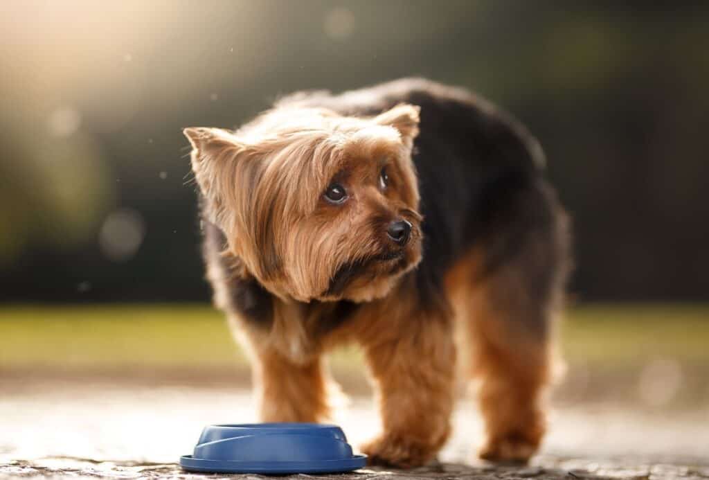 Dog not drinking water from bowl.