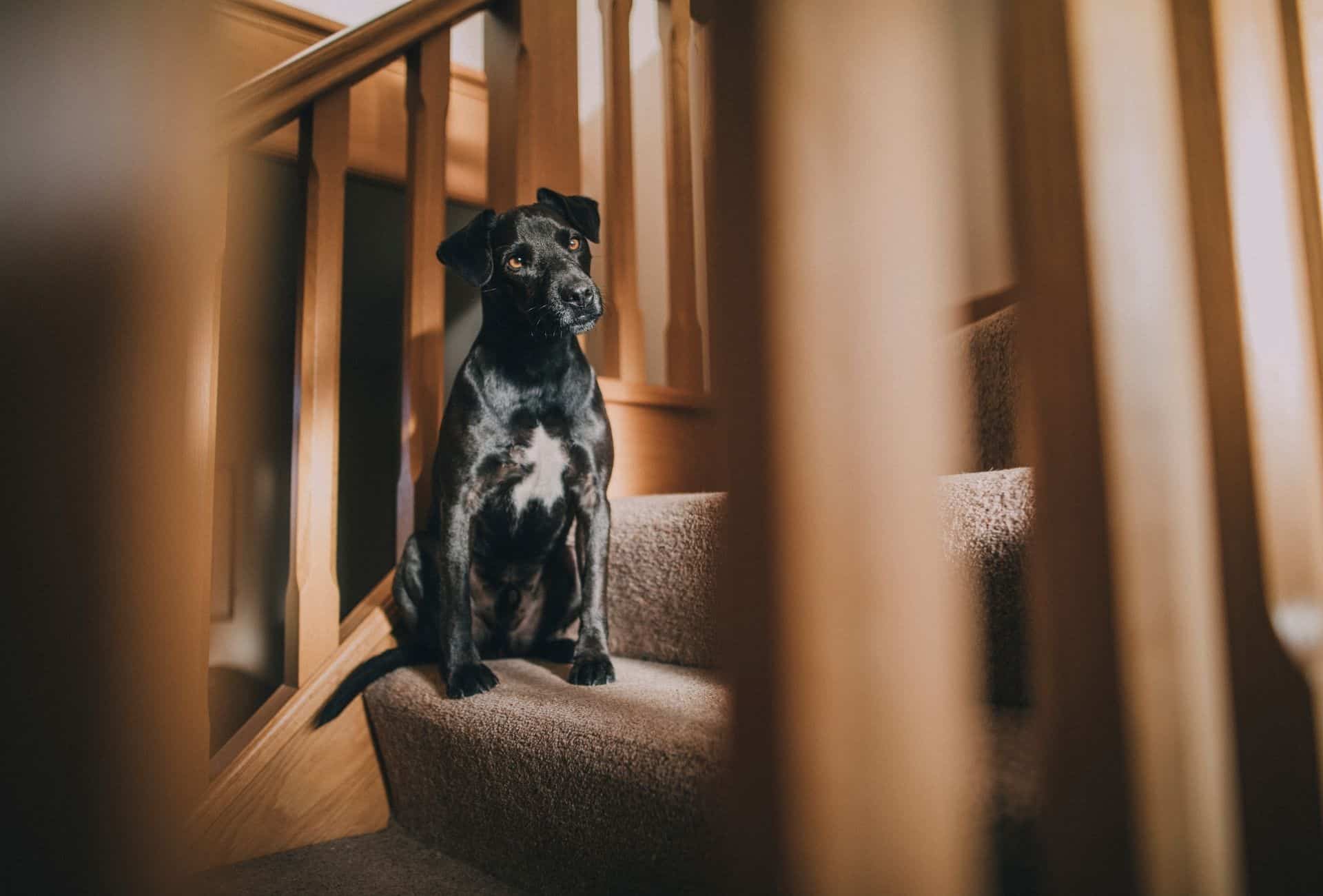 Black dog on carpet stairs.