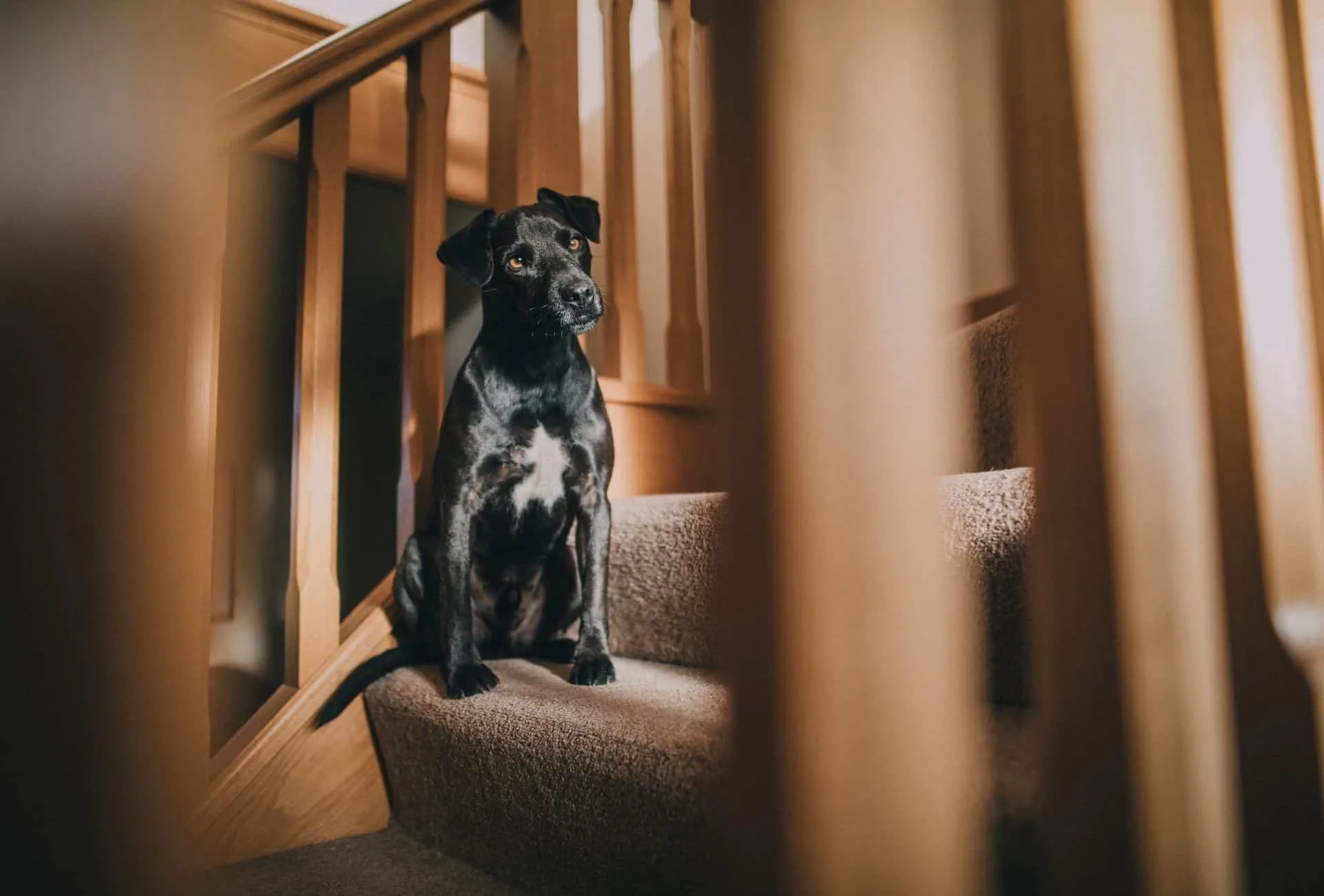 is it good for dogs to go up and down stairs