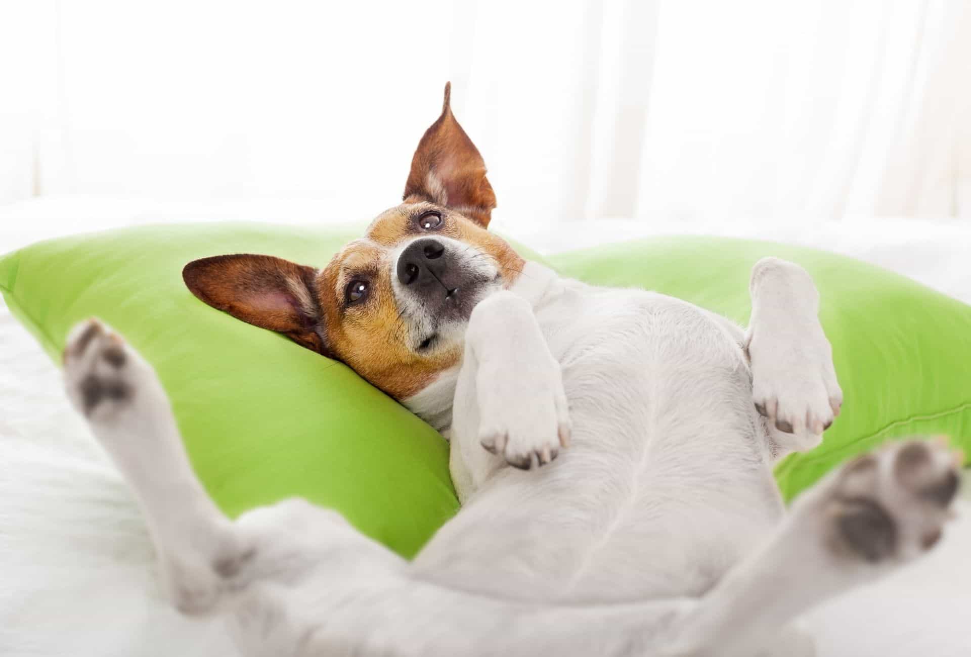 Dog rolling on couch