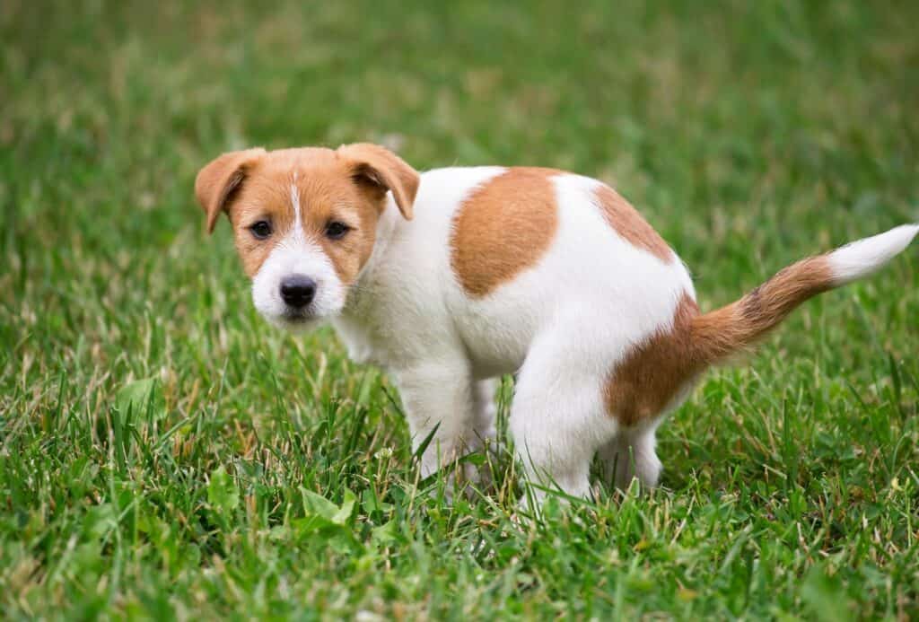Dog pooping in grass.